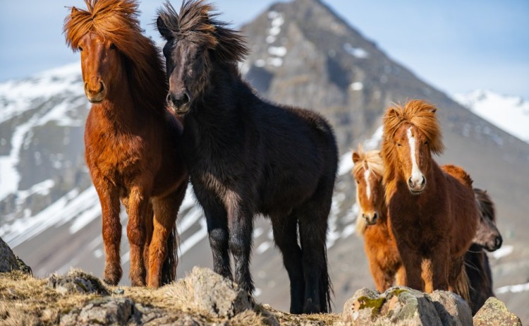 Majestic Icelandic Horses