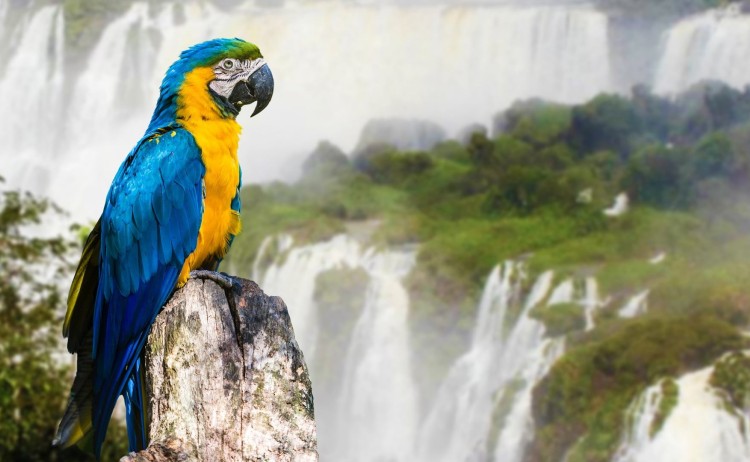 Blue and Yellow Macaw in Iguazu Falls Brazil v2