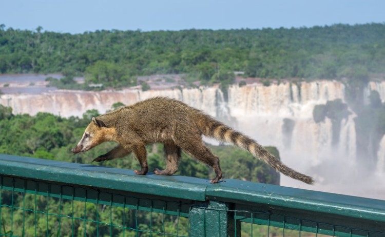 Coati in Iguazu Falls Brazil
