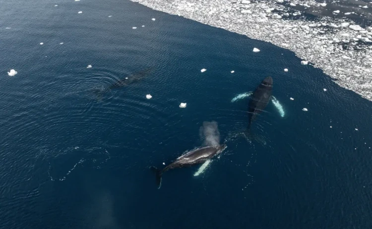 Expedition Antarctica CharcotBay HumpackWhales