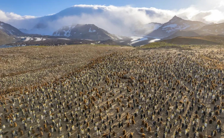 In Shackleton Footsteps cruise colony of penguins in South Georgia