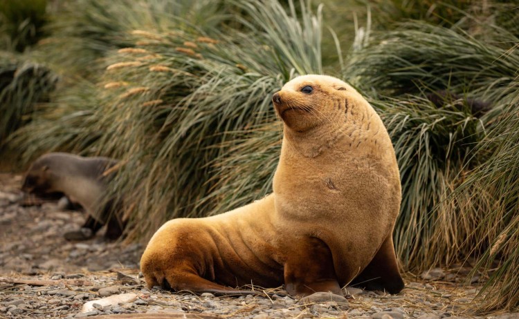 Fur Seal Godthul South Georgia