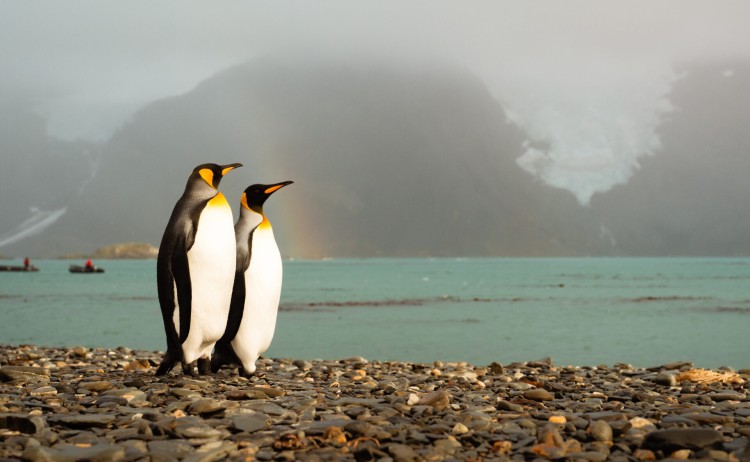 King Penguins South Georgia Tyson Mayr 1 scaled