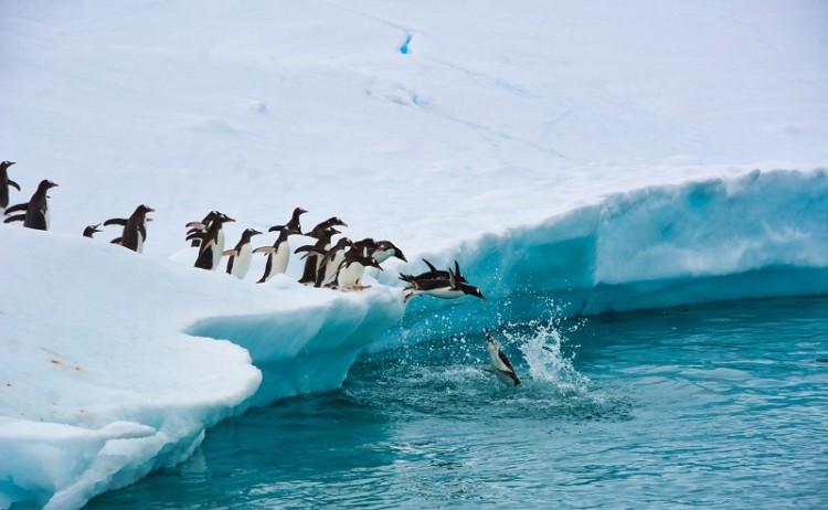Antarctica Penguins jumping in water