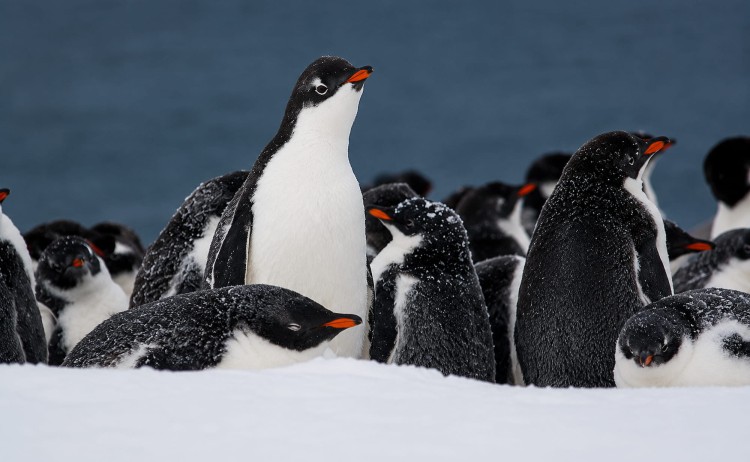 In the wake of Jean Baptiste Charcot group of Gentoo penguins