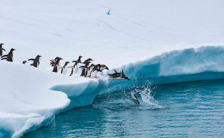 In the wake of Jean Baptiste Charcot group of penguins jumping in water