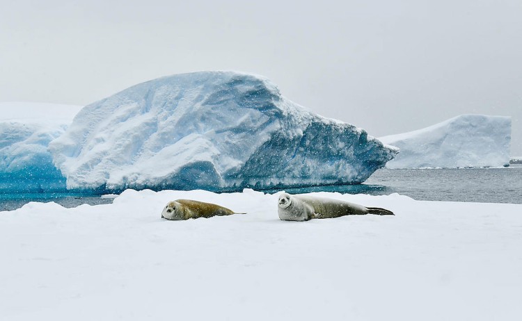 In the wake of Jean Baptiste Charcot two seals relaxing in ice floes