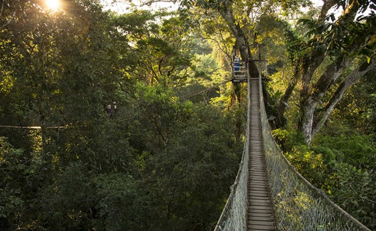 Amazon Lodge swinging bridge v3