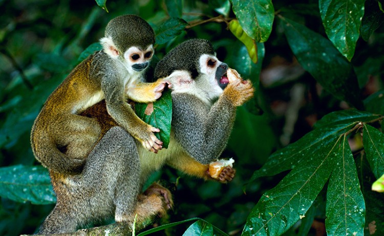 Peruvian Amazon monkeys