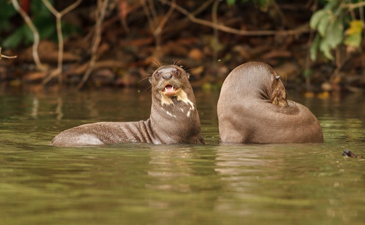 Peruvian Amazon otter
