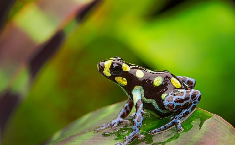 Peruvian Amazon Frog