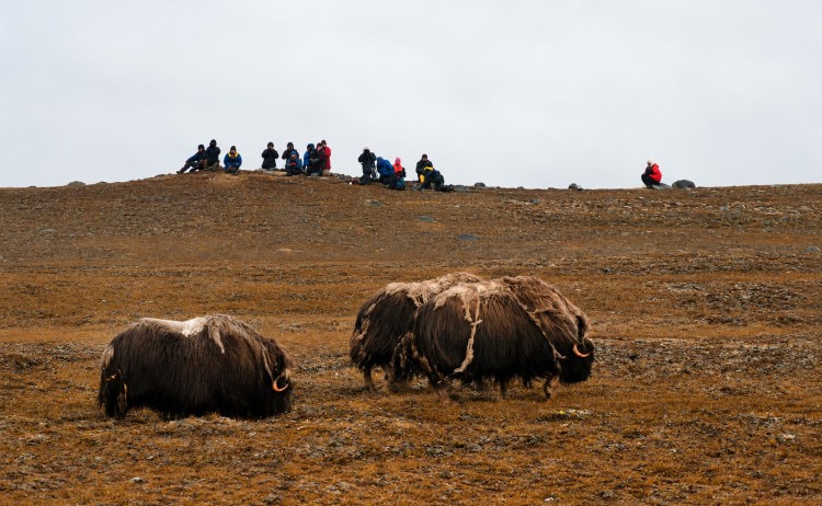 Into the Northwest Passage grouf of muskox roaming in Greenland