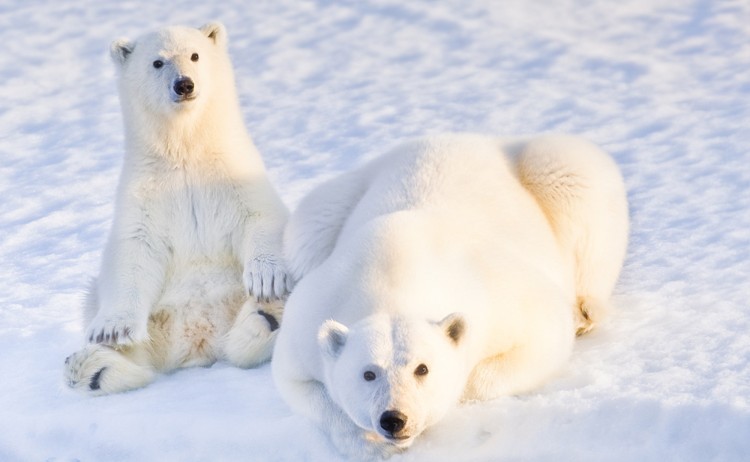 Into the Northwest Passage the iconic polar bears