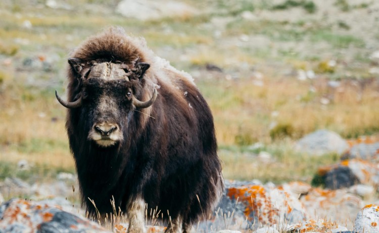 2 jewels of the arctic musk oxen scaled