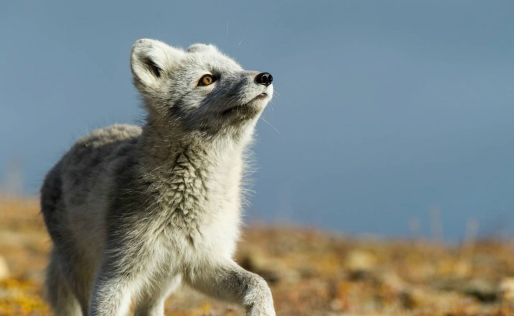 Arctic fox