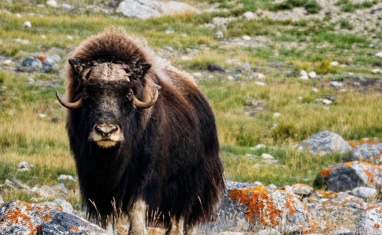 Arctic musk oxen
