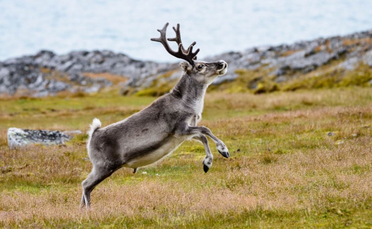 Svalbard reindeer