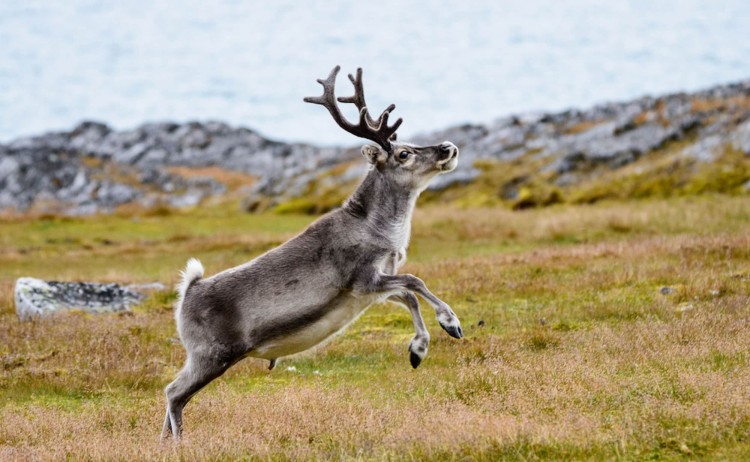 Svalbard reindeer