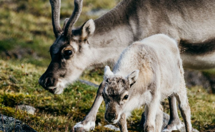 reindeers in svalbard scaled