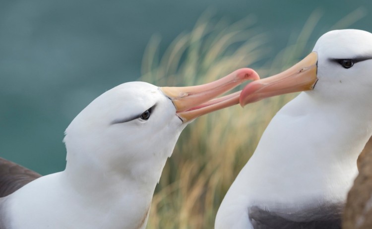 Albatross