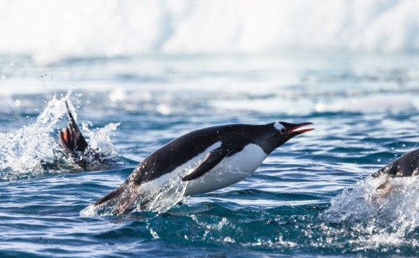 Antarctica Ocean Endeavour DZ7A0757