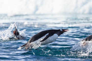 Journey to the Antarctic Circle  | Ocean Nova