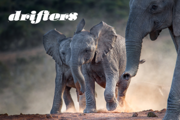 Kenya and Tanzania Wildlife Safari: Small Group
