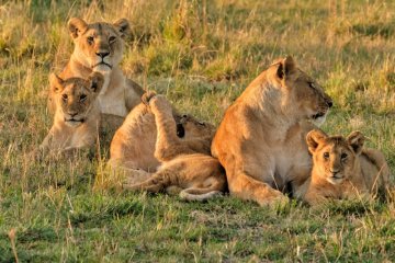 Kenya Sky Safari