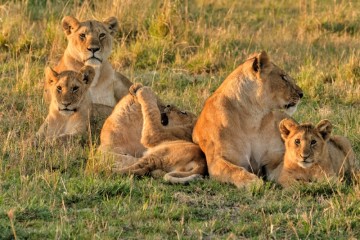 Kenya Sky Safari
