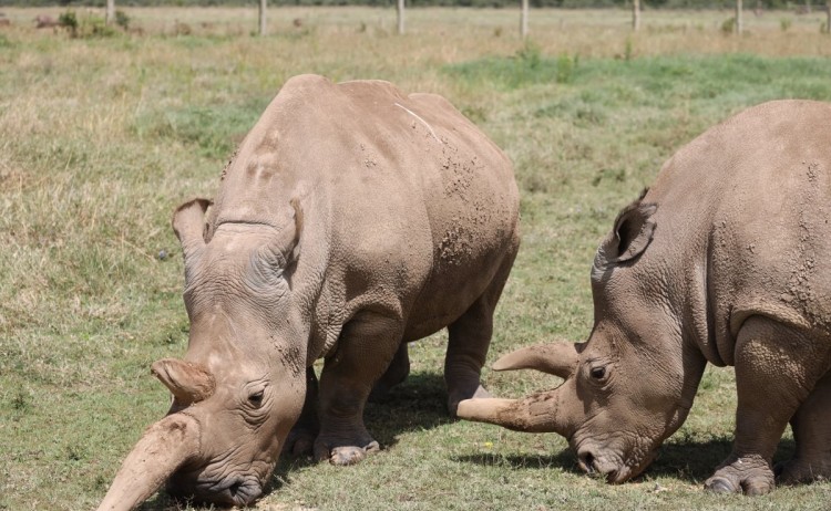 Kenya Under Canvas Africa Ol Pejeta Bush Camp Asilia two white Rhinos