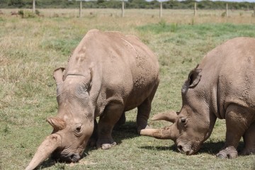 Kenya Under Canvas: Rhinos to the Mara