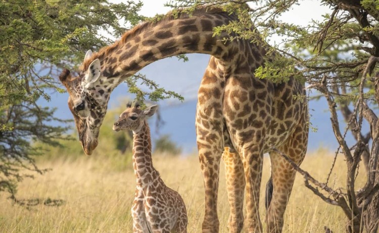 Kenya Under Canvas Asilia Africa Naboisho Camp adult and young Giraffe