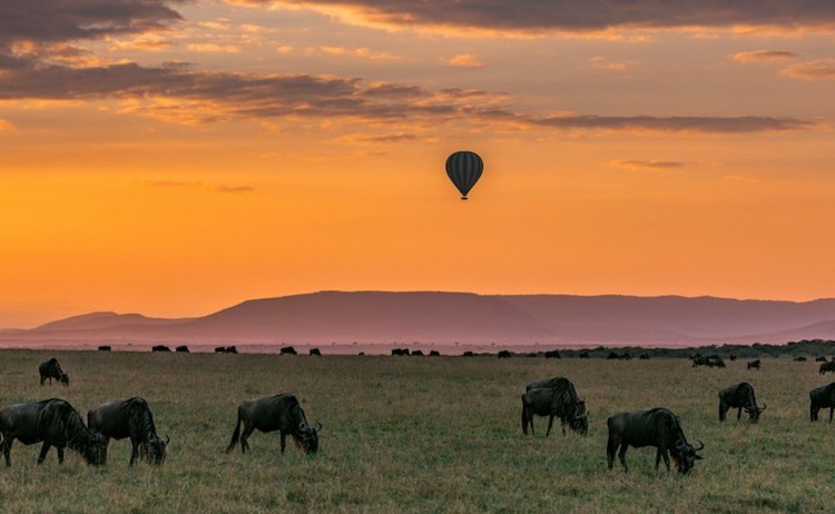 Rhinos to Mara Maasai Mara National Game Reserve Park Hot Air Balloon