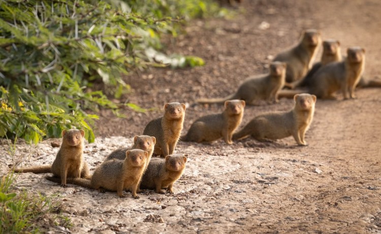 Rhinos to the Mara Asilia Africa Naboisho Camp group of dwarf mongoose