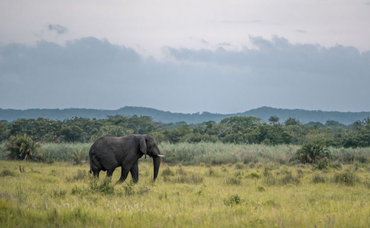 Isimangaliso Wetland Park elephant small