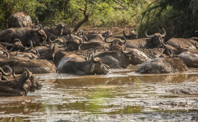 KwaZulu Natal safari group of buffalo at Hluhluwe iMfolozi Park 