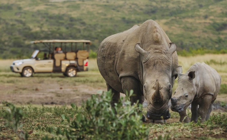 KwaZulu Natal tour Rhino ridge lodge Rhino encounter during game drivejpg