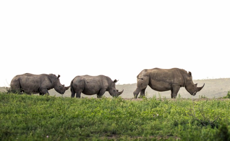 KwaZulu Natal tour Rhino ridge lodge three Rhinos walking