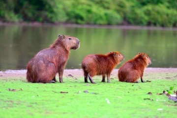 La Perla - 4 Day Cruise Peru