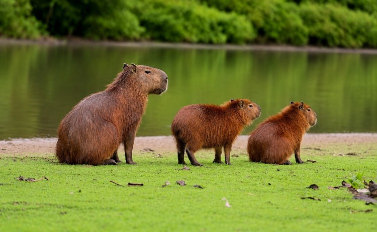 La Perla Cruise capybaras in Peru