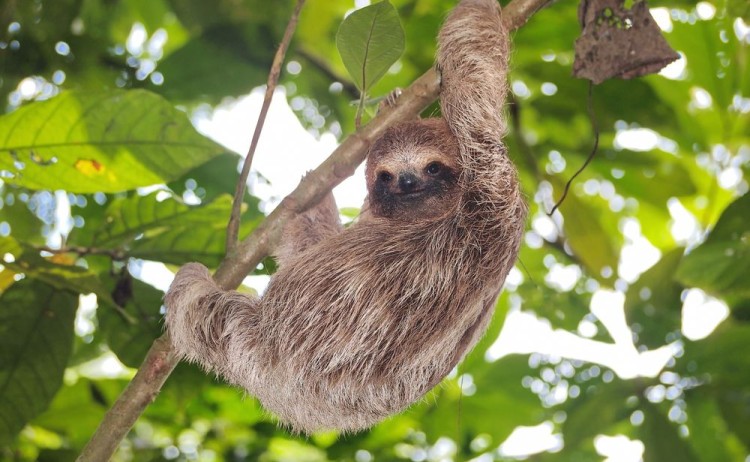 La Perla amazon cruise, Sloth hanging on a tree branch