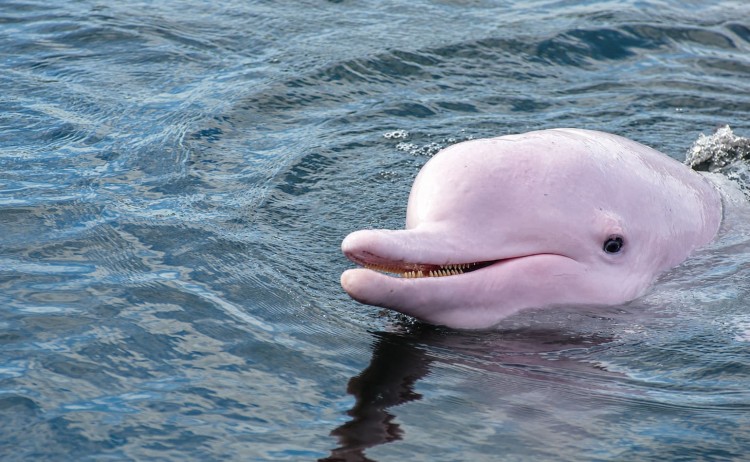 La Perla cruise Pink river dolphin in Peruvian Amazon