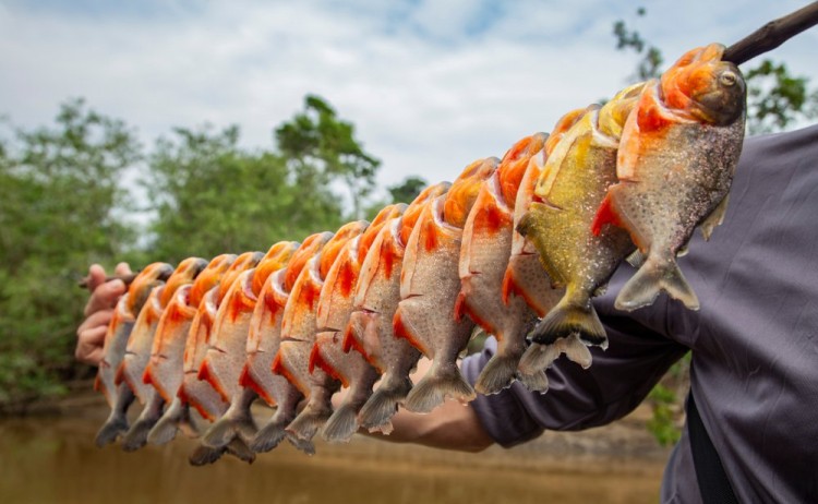 Piranha Fishing in Amazon