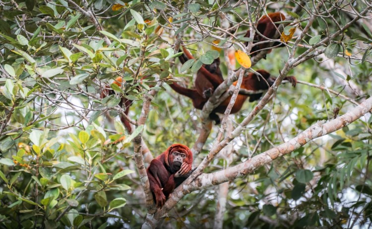 La Selva Lodge Amazon 35