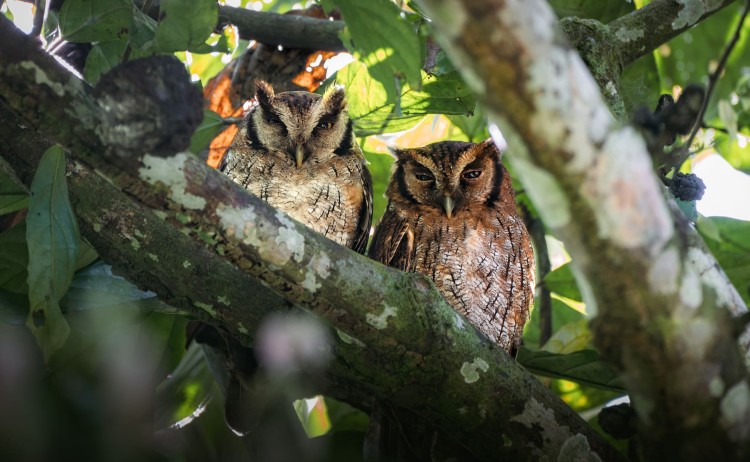 La Selva Lodge Amazon 49