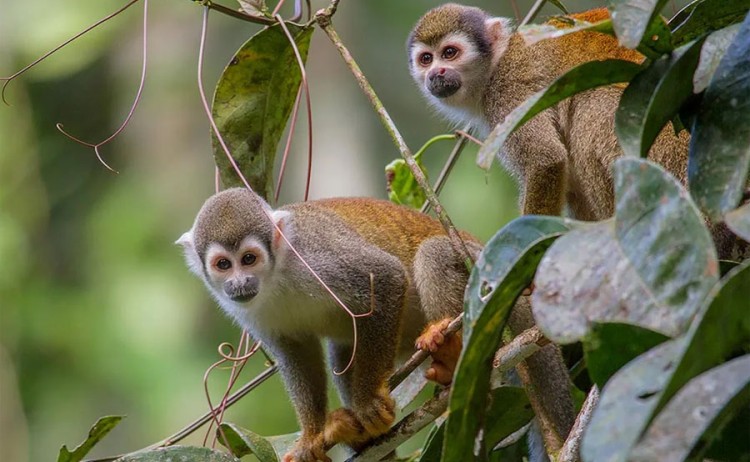 La Selva Monkeys