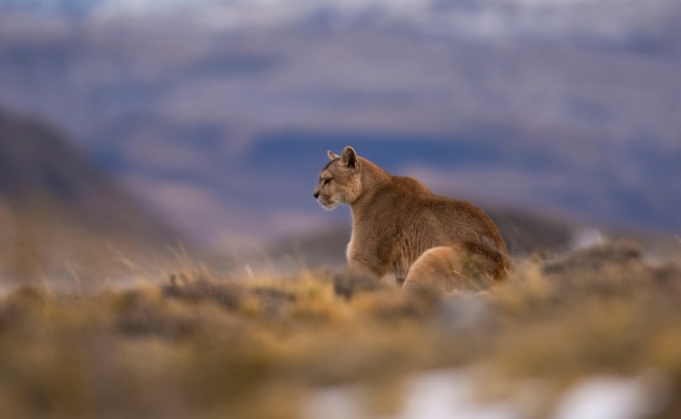 Puma torres del Paine shutterstock 2264454729