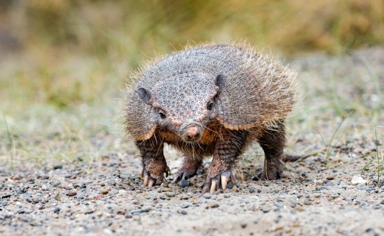 armadilloshutterstock 411961429