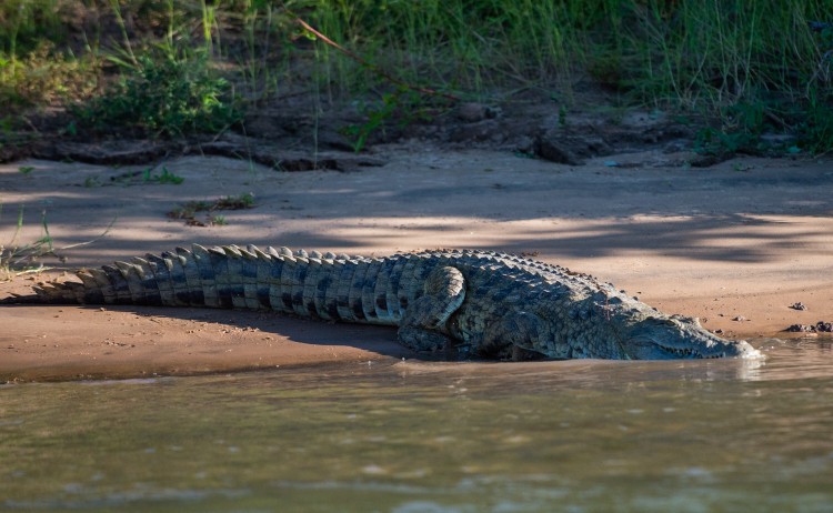 GBP Kanyemba2020 1020