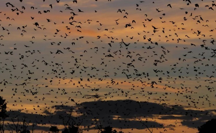 Bat Migration in Kasanka